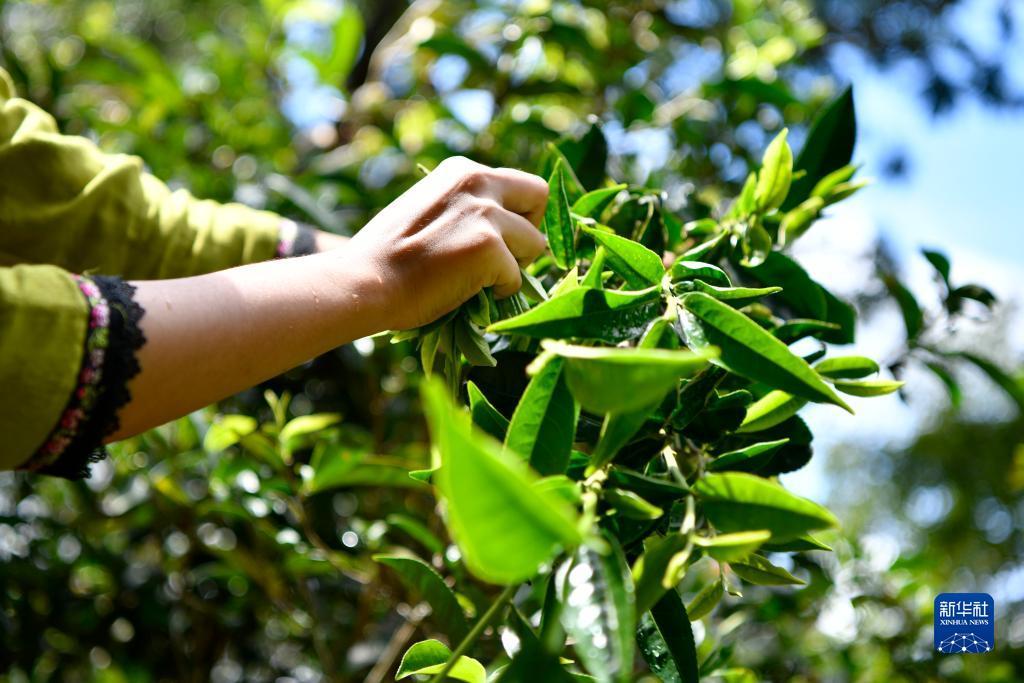菠菜排名站